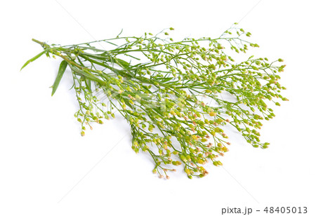 Erigeron canadensis or Conyza canadensis. 48405013