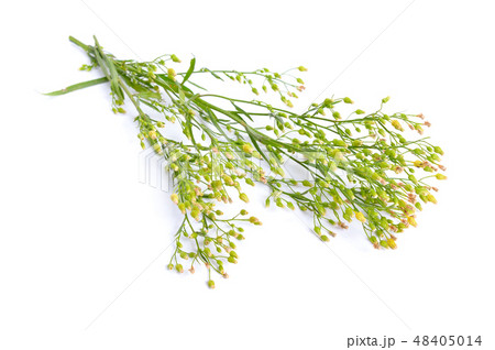 Erigeron canadensis or Conyza canadensis. 48405014