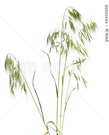 Bromus tectorum, known as drooping brome 48405606
