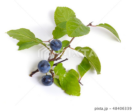 Prunus spinosa or blackthorn, or sloe. Isolated  48406339