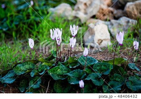 Flowering cyclamen in the forest . 48406432