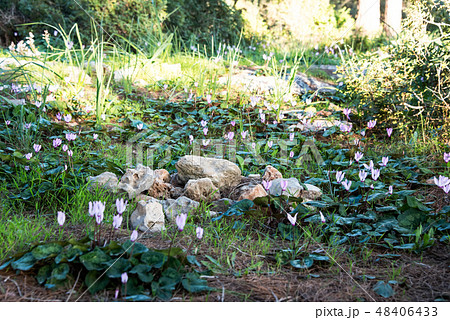 Flowering cyclamen in the forest . 48406433