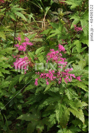 キョウガノコ キョウガノコ 48406522