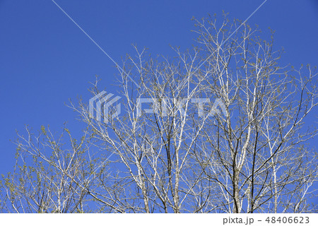 白樺の新芽 48406623