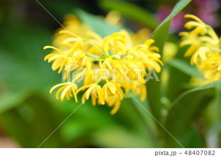 小さい黄色の蘭の写真素材