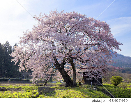一宮地蔵尊の桜 48407449