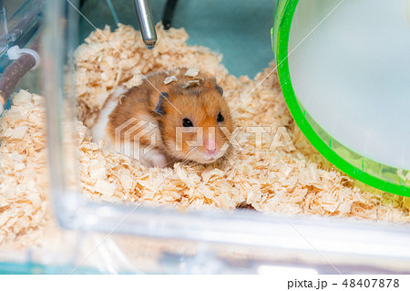 寝起きのハムスター 48407878