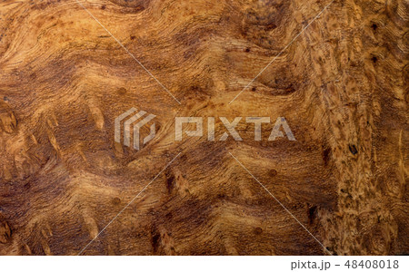 Real burl wood background texture 48408018