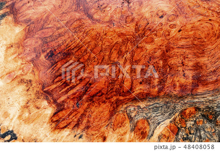 Real burl wood background  48408058