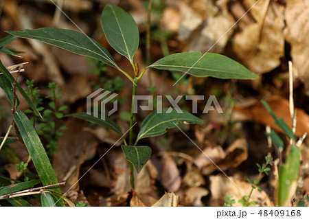 自然 植物 シロダモ、十五センチほどの幼木。三行脈の葉や大きめの冬芽はクスノキ科の特徴です 自然 植物 シロダモ、十五センチほどの幼木。三行脈の葉や大きめの冬芽はクスノキ科の特徴です 48409168