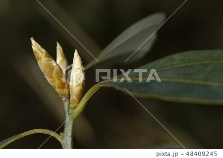 自然 植物 シロダモ、冬芽(葉芽)。光の具合で金色や銀色に輝く絹毛に覆われた芽鱗 自然 植物 シロダモ、冬芽(葉芽)。光の具合で金色や銀色に輝く絹毛に覆われた芽鱗 48409245