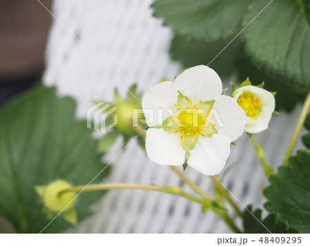 いちごの花 48409295