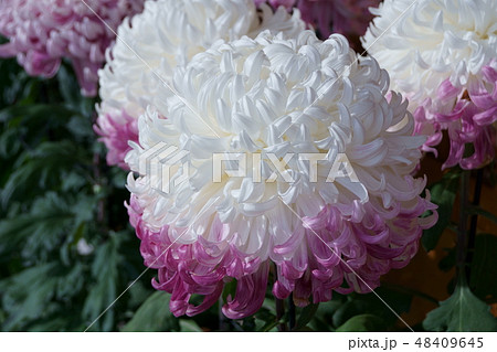 大菊　花言葉は「あなたを心から愛します」 48409645