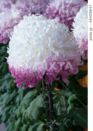 大菊 花言葉は「あなたを心から愛します」 大菊 花言葉は「あなたを心から愛します」 48409647