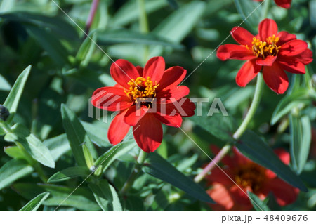 百日草 ジニアプロフュージョン 花言葉は「亡き友をしのぶ」 百日草 ジニアプロフュージョン 花言葉は「亡き友をしのぶ」 48409676