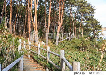 潮吹穴へと続く崎山自然観察路 48410898
