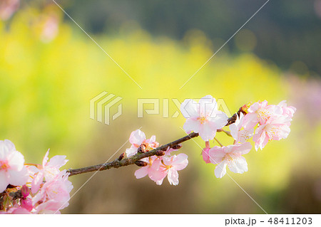 桜と菜の花 河津桜と菜の花 春 桜と菜の花 河津桜と菜の花 春 48411203