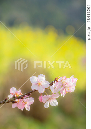 桜と菜の花　河津桜と菜の花　春 48411204