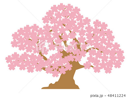 桜の木 48411224