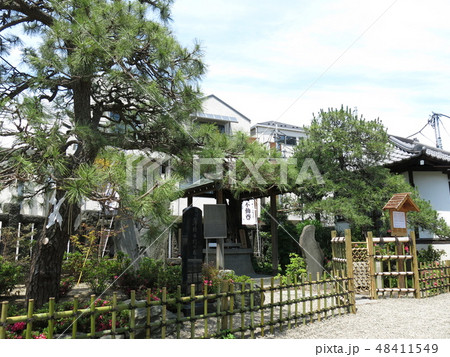 台東区根岸にある御行の松不動尊の境内（4代目御行の松・正岡子規句碑・初代御行の松・3代目御行の松） 48411549