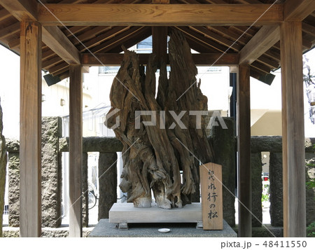 台東区根岸の御行の松不動尊に残る初代御行の松 48411550