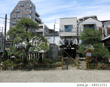 台東区根岸にある御行の松不動尊の境内（4代目御行の松・正岡子規句碑・初代御行の松・3代目御行の松） 48411551