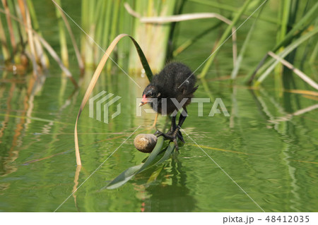 バンのヒナ 48412035