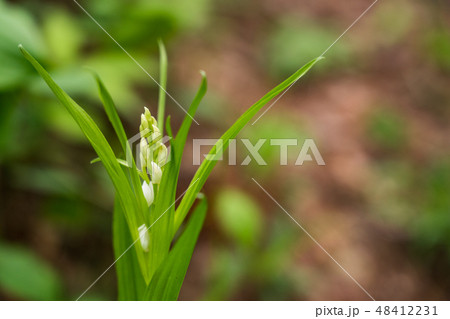 （山梨県）笛吹すずらんの里のギンラン 48412231