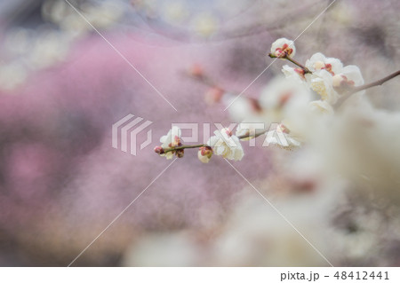 梅 梅 48412441