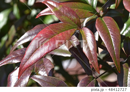冬に赤くなっていく南天の葉 48412727