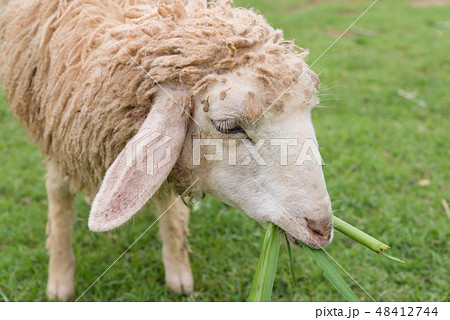 sheep eating grass leaves in sheep farm sheep eating grass leaves in sheep farm 48412744