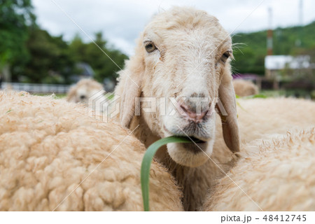 sheep eating grass leaves in sheep farm sheep eating grass leaves in sheep farm 48412745
