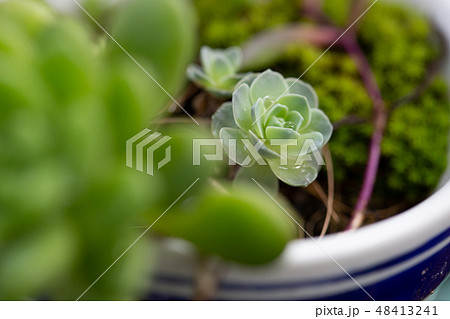 多肉植物 多肉植物 48413241