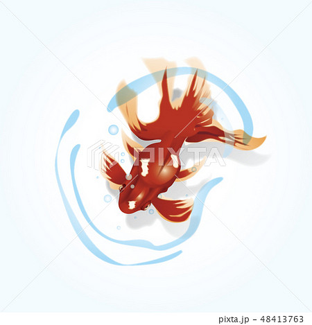金魚赤 48413763