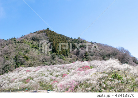 高尾山 高尾梅郷 木下沢梅林(こげさわばいりん) 高尾山 高尾梅郷 木下沢梅林(こげさわばいりん) 48413870