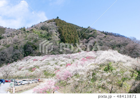 高尾山　高尾梅郷　木下沢梅林（こげさわばいりん） 48413871