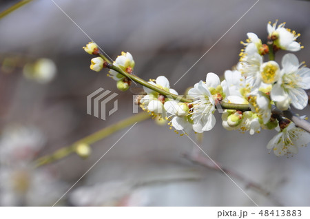 梅に蜂 梅に蜂 48413883