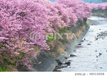 静岡県河津町の河津桜まつり 48414008
