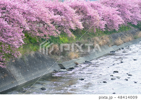 静岡県河津町の河津桜まつり 48414009