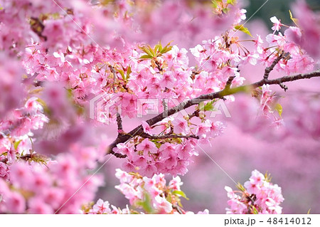 静岡県河津町の河津桜まつり 48414012