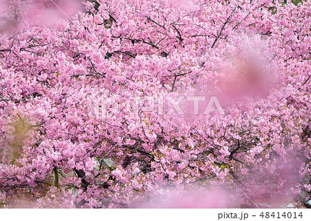 静岡県河津町の河津桜まつり 48414014
