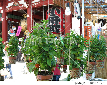 浅草寺のほおずき市（宝蔵門・露店・鉢植えほおずき） 48414073