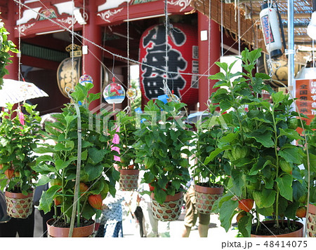 浅草寺のほおずき市（宝蔵門・露店・鉢植えほおずき） 48414075