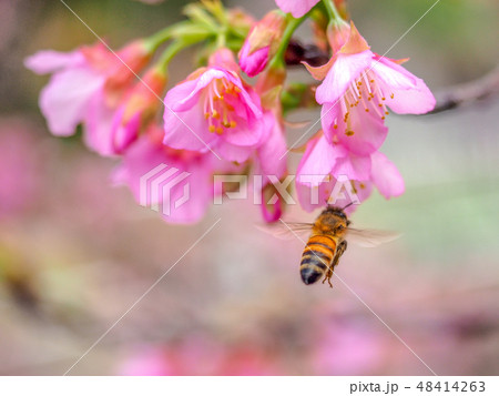 ミツバチ 48414263