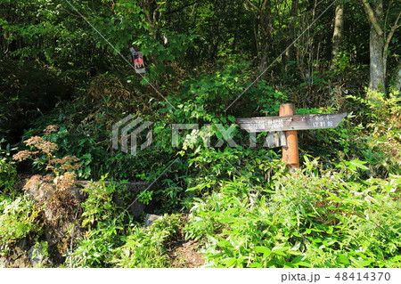 夏の群馬県 赤城山(地蔵岳)の大沼側の登山口 48414370
