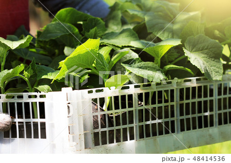 Farmer holds a box of fresh green seedlings cucumber plants Farmer holds a box of fresh green seedlings cucumber plants 48414536