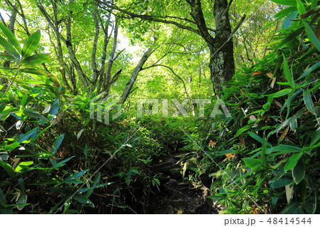 夏の群馬県 赤城山(地蔵岳)の大沼側の1500m付近の登山道の様子 48414544