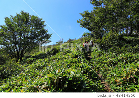 夏の群馬県 赤城山(地蔵岳)の大沼側の1600m付近から山頂を見る 48414550