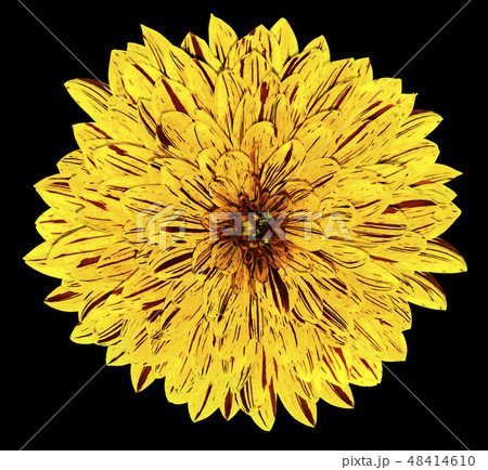 Chrysanthemum yellow flower black isolated Chrysanthemum yellow flower black isolated 48414610