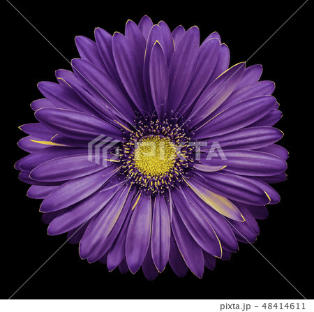 Violet gerbera flower, black isolated background Violet gerbera flower, black isolated background 48414611